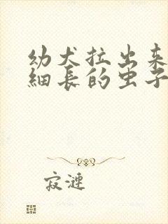 幼犬拉出来白色细长的虫子