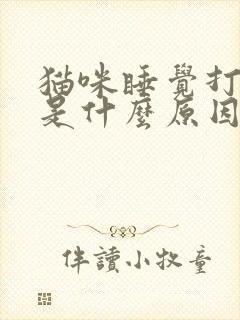 猫咪睡觉打呼噜是什么原因