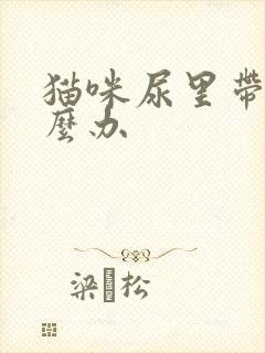 猫咪尿里带血怎么办