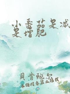 小番茄是减肥还是增肥