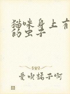 猫咪身上有黑色的虫子