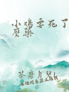 小鸡要死了吃什么药