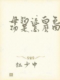 母狗流白色分泌物是怎么回事