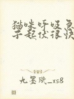 猫咪呼吸急促肚子起伏很快速是怎么了