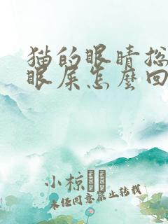 猫的眼睛总是有眼屎怎么回事