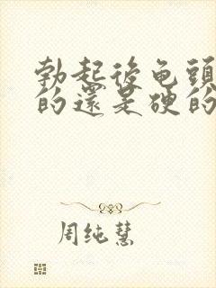 勃起后龟头是软的还是硬的