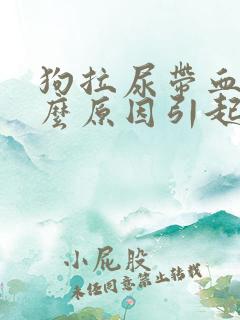 狗拉尿带血是什么原因引起的