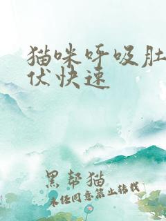 猫咪呼吸肚子起伏快速