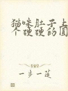 猫咪肚子上有一个硬硬的圆状物体