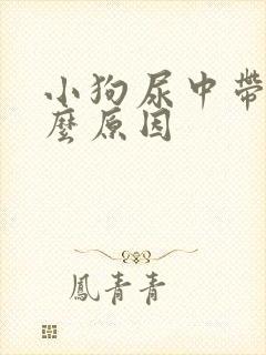 小狗尿中带血什么原因