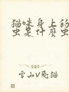 猫咪身上的小黑虫是什么虫子