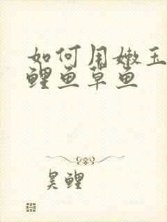 如何用嫩玉米钓鲤鱼草鱼