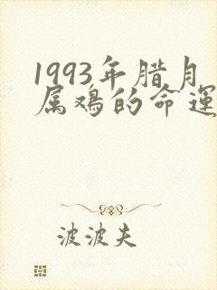 1993年腊月属鸡的命运