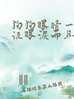 狗狗眼睛一直在流眼泪而且眼睛睁不开