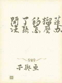 开了的榴莲果肉没熟怎么办