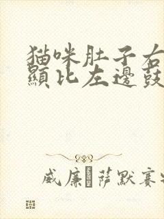 猫咪肚子右边明显比左边鼓