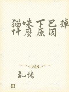 猫咪下巴掉毛是什么原因