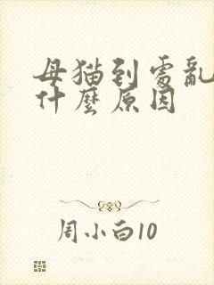 母猫到处乱尿是什么原因