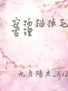 宠物猫掉毛怎么处理