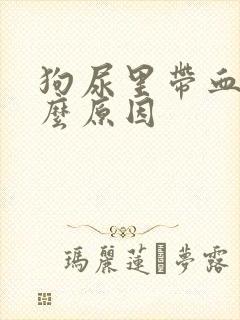 狗尿里带血是什么原因