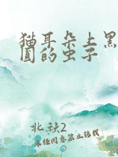 猫耳朵上黑色圆圆的虫子