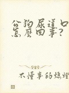 公狗尿道口出血怎么回事?