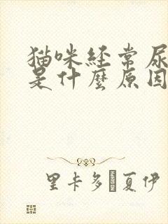 猫咪经常尿床上是什么原因