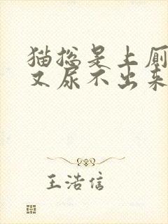 猫总是上厕所却又尿不出来