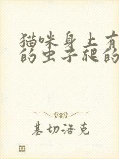 猫咪身上有黑色的虫子爬的很快怎么办