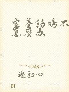 家养的鸡不下蛋怎么办