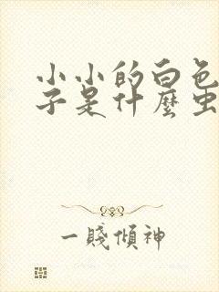 小小的白色的虫子是什么虫子