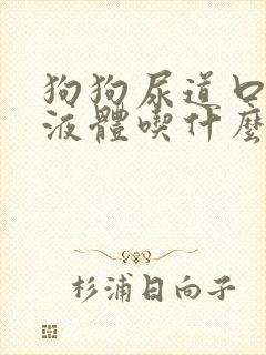 狗狗尿道口脓状液体吃什么药