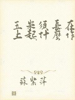 玉米须长在玉米上起什么作用