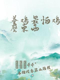 养鸡最怕鸡吃什么东西