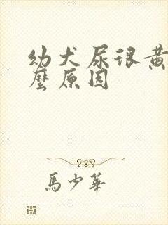 幼犬尿很黄是什么原因