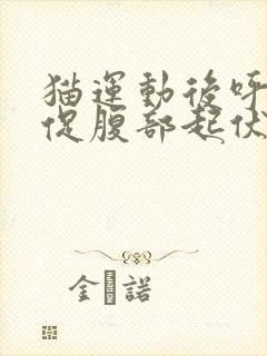 猫运动后呼吸急促腹部起伏快