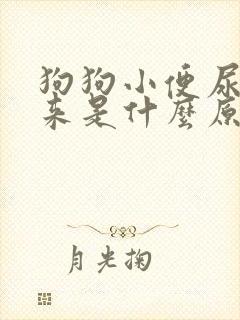 狗狗小便尿不出来是什么原因