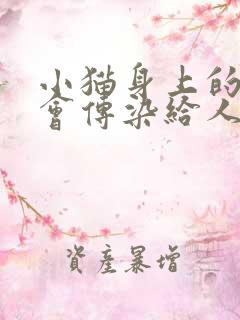 小猫身上的虫子会传染给人吗