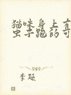 猫咪身上有黑色虫子跑的可快了