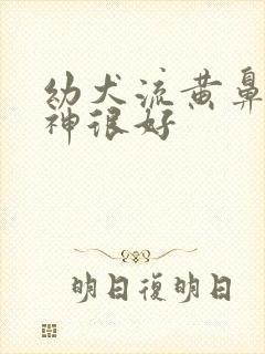 幼犬流黄鼻涕精神很好