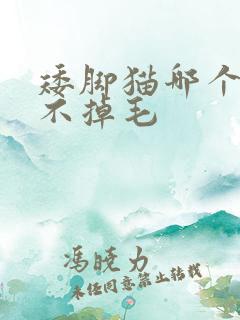 矮脚猫哪个品种不掉毛