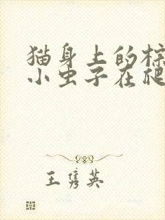 猫身上的棕色的小虫子在爬