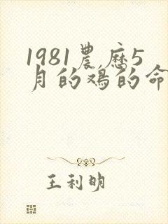 1981农历5月的鸡的命运