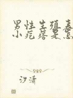 男性生殖表皮有小疙瘩是怎么回事