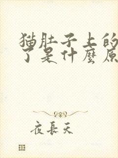 猫肚子上的毛没了是什么原因