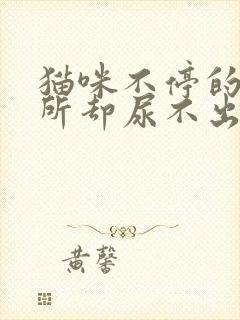 猫咪不停的上厕所却尿不出