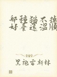 哪种猫不掉毛又好养还温顺