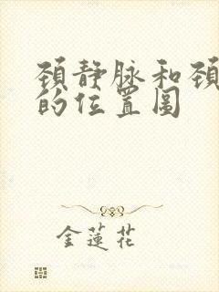 颈静脉和颈动脉的位置图