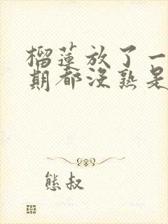 榴莲放了一个星期都没熟是不是坏果