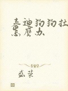 泰迪狗狗拉软便怎么办